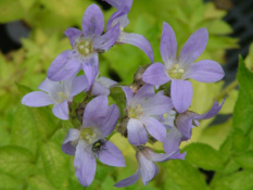 Campanula lactiflora  bestellen